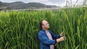 云南巨人稻新品种种植成功，亩产600公斤