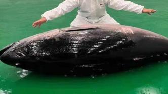 进博的热度上海的温度｜上海进口的最大一条蓝鳍金枪鱼将亮相