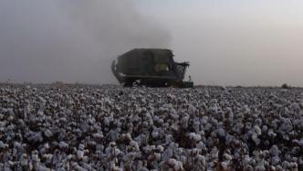 种植棉花17年，这位新疆大叔成了棉花“土专家”