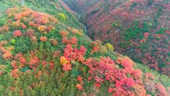 瞰見丨陜西鳳縣：漫山紅葉秋意濃