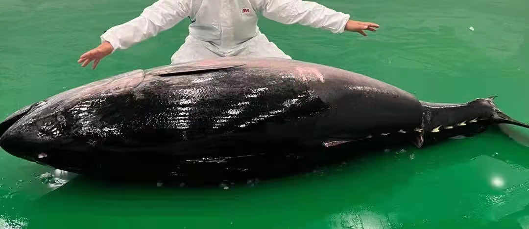 上海进口的最大一条蓝鳍金枪鱼亮相进博会