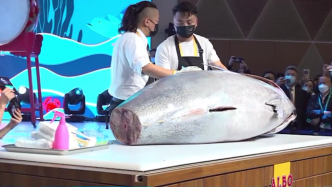 “云游”进博｜体长3米重353公斤“金枪鱼王”今日开鱼！