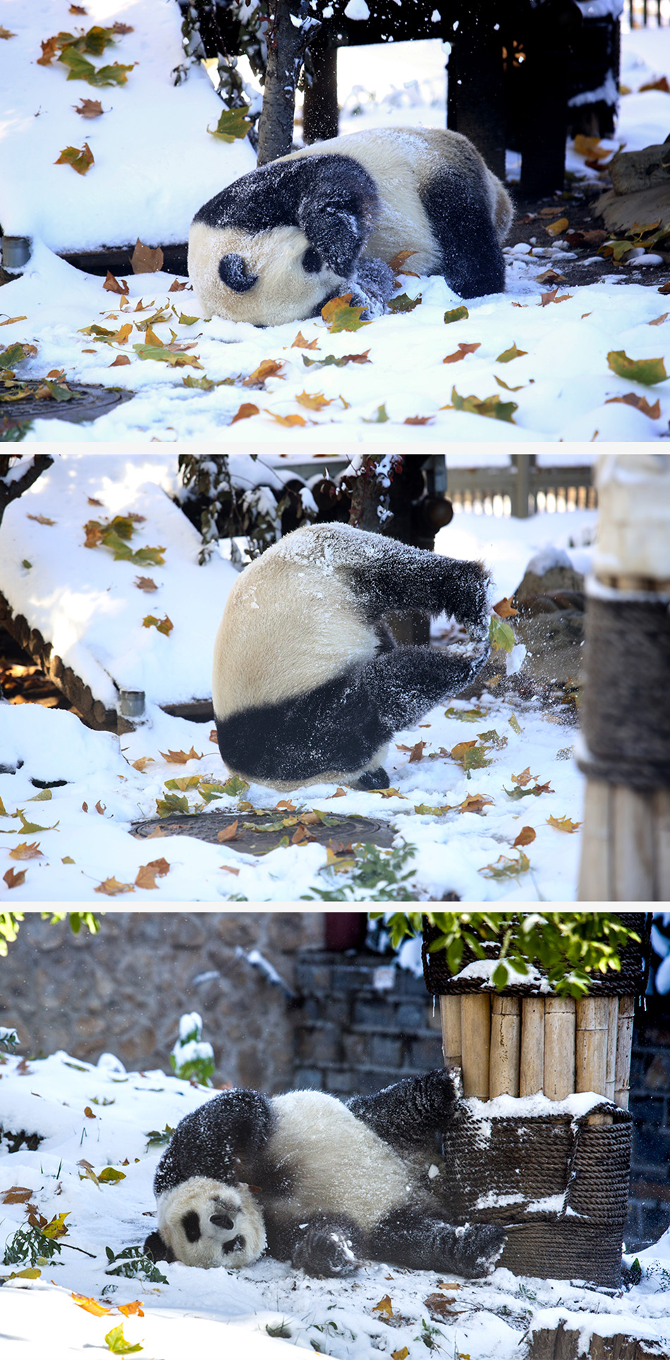 2021年11月8日,濟南迎來初雪,濟南動物園的大熊貓從寢室走出,在雪地裡