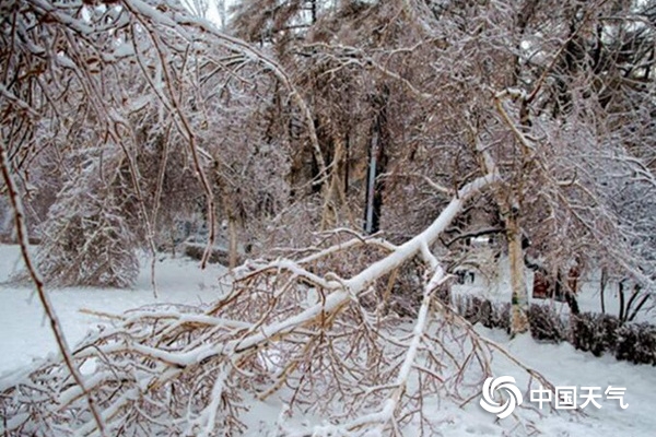 9日，哈尔滨一公园里树木穿上冰衣，树枝被压断。（图文/林松）