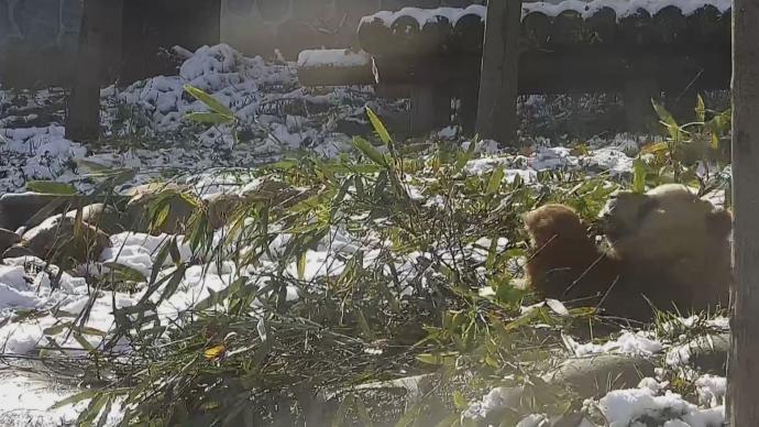 秦岭初雪后，看棕色大熊猫七仔的躺吃生活