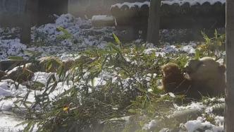 秦岭初雪后，看棕色大熊猫七仔的躺吃生活
