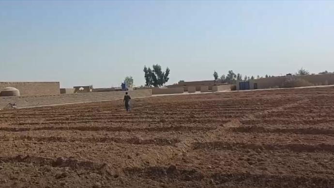 大面積種植罌粟導(dǎo)致阿富汗毒品泛濫成災(zāi),人民深受其害