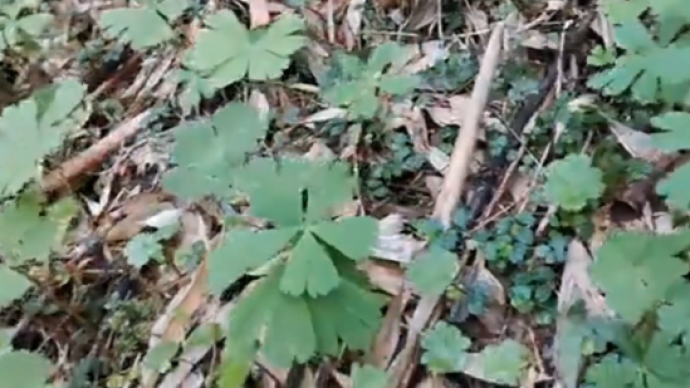 四川发现世界上“最孤独的植物”——独叶草