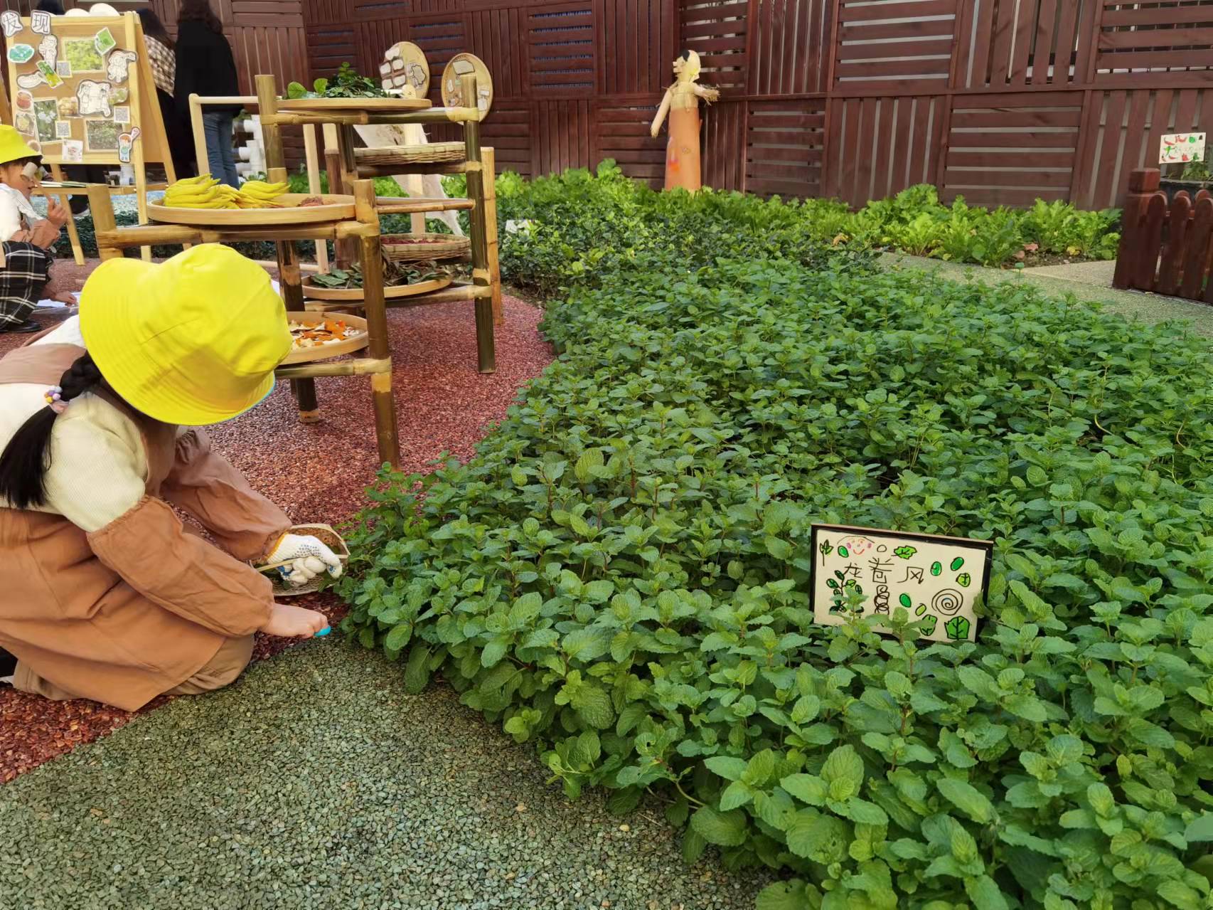 上海市实验幼儿园一楼的健康种植园里，孩子们给薄荷起名“龙卷风”。 本文图片均为 澎湃新闻记者 韩晓蓉 图