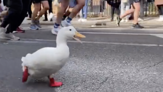 可爱鸭鸭参加纽约马拉松，还穿着定制“跑鞋”保护鸭掌