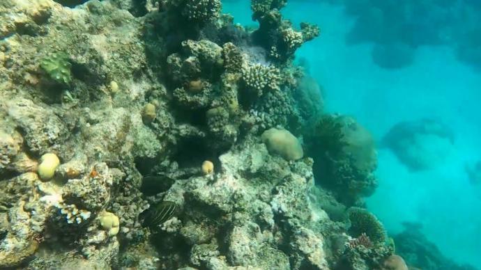 澳研究：气候变化使大堡礁珊瑚严重白化