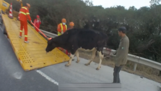 “疯狂的奶牛”在上海高速上演，多部门开展救援排除交通隐患