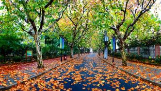 上海公布2021年41条落叶不扫景观道，带你邂逅秋韵