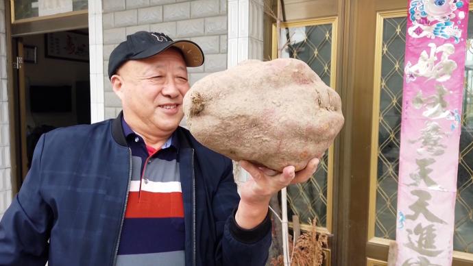 上海八旬老太收獲“籃球”紅薯，重達11斤4兩