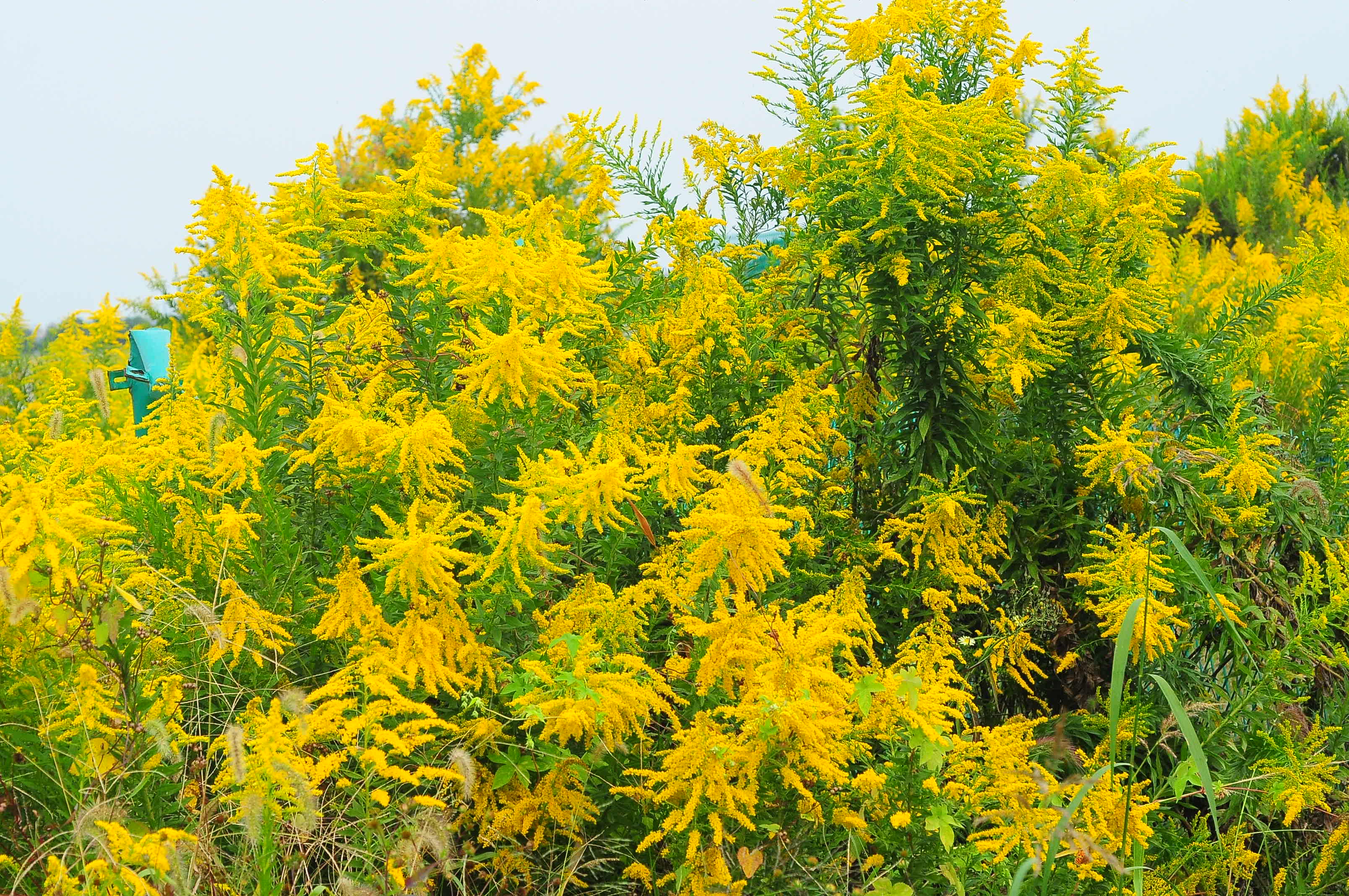 加拿大一枝黄花  本文图片均为 上海辰山植物园 图