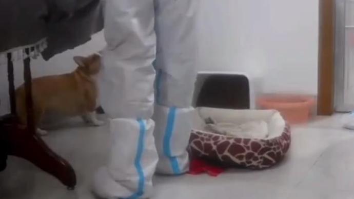 网友称“隔离宠物狗疑似被扑杀”，上饶信州区防疫指挥部回应