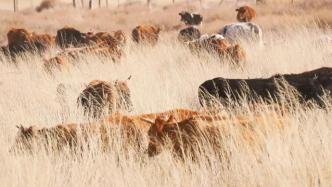 “风吹草低见牛羊”，新疆10万只牲畜冬季转场进入尾声