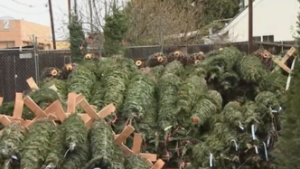 圣诞树种植业整体减产约40%，美国今冬面临圣诞树涨价