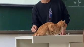 老师将乱入课堂的橘猫当“教具”：用它尾巴摆动教鞭梢效应