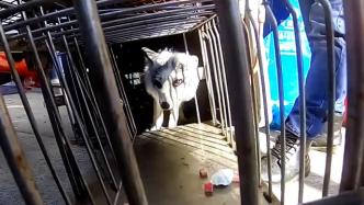 上海一中学发现野生受伤白狐，已由农委带回救治