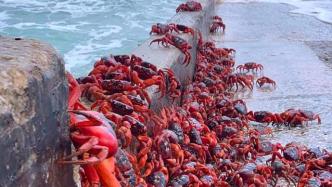 “蟹山蟹海”！5000万只澳洲红蟹迁徙数千公里去繁殖