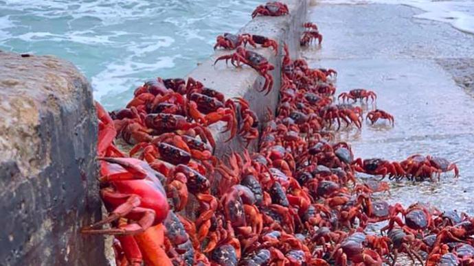 “蟹山蟹海”！5000万只澳洲红蟹迁徙数千公里去繁殖