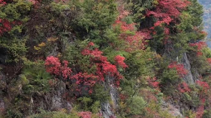 瞰见｜重庆巫溪：漫山斑斓