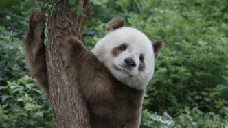 熊猫慢直播 | 看秦岭棕色国宝七仔和它的朋友们过周末