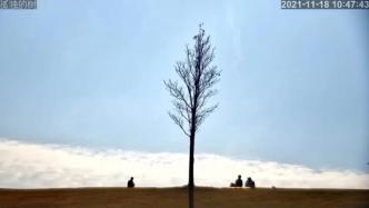上海辰山植物园“孤独的树”开直播了，暖心弹幕你写了吗？