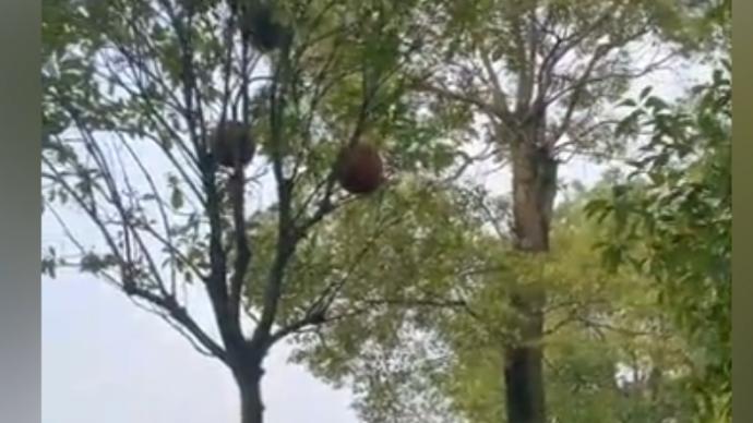 学生用篮球“摘”柚子，3个球全卡树上