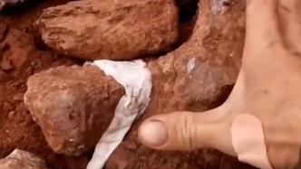 重庆合川疑发现恐龙化石，相关部门展开挖掘