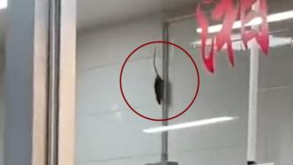 華南農大回應“食堂窗口老鼠橫行”：將采取滅鼠措施