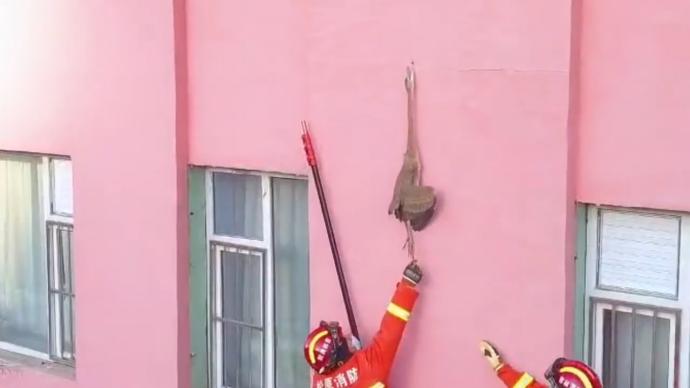 大鸟长喙插进外墙保温板挂楼外，吉林居民发现报警