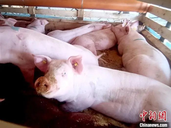资料图：吉林省从海外进口的种猪。长春海关供图