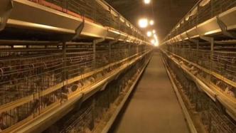 鸡肉价格持续低迷，河北临漳县养殖户：一只鸡能亏两元左右