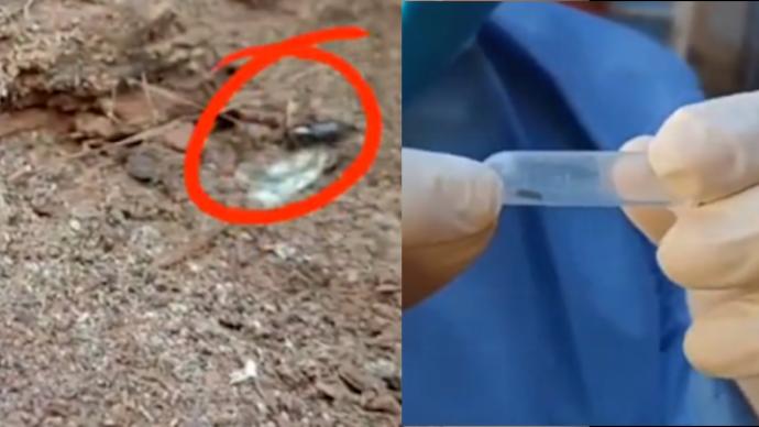 海关在一批进口相思木中一次性截获2种检疫性有害生物