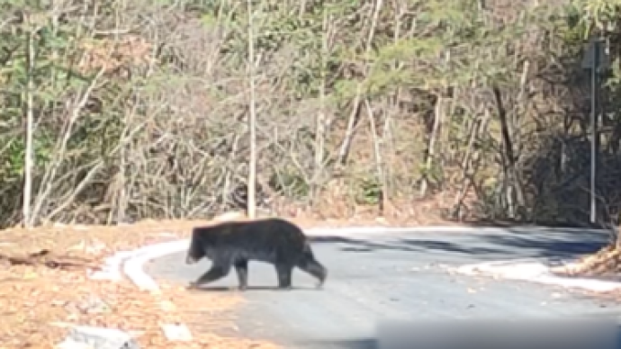 现实版“熊出没”，乡镇工作人员下乡途中偶遇黑熊