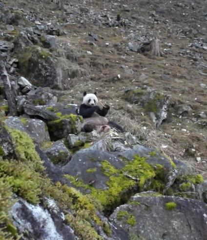 大熊猫正在啃食羚牛骨头。 陕西佛坪国家级自然保护区管理局 供图