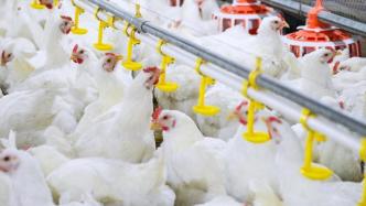 打破国外垄断，我国首批自主培育的白羽肉鸡品种正式通过审定