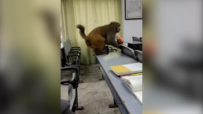 四川一猴子闯入高校课堂抢走豆浆，学生：在学校经常见到猴子