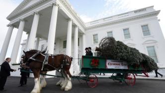 美媒：白宫为圣诞树点灯花费近14万美元，被批铺张浪费
