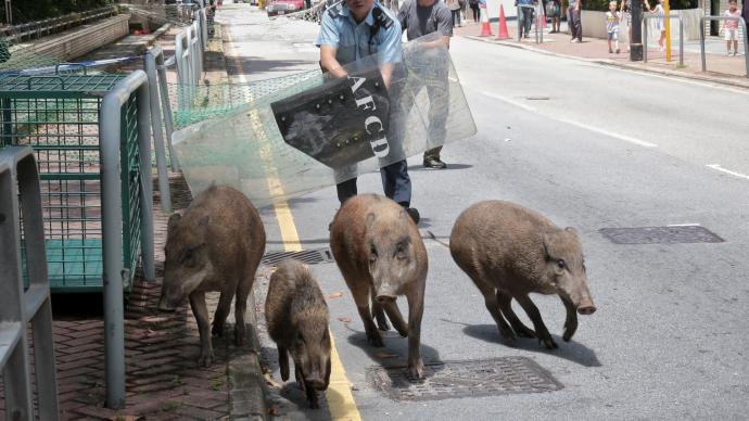 香港特區政府：野豬進入市區構成安全風險