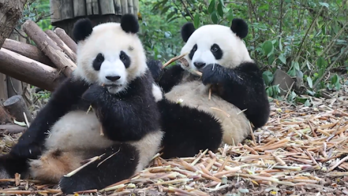 成都大熊猫博物馆恢复对外开放，线上预约免费参观