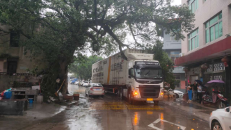 温州300岁榕树被货车撞伤，村委会获赔14万余元