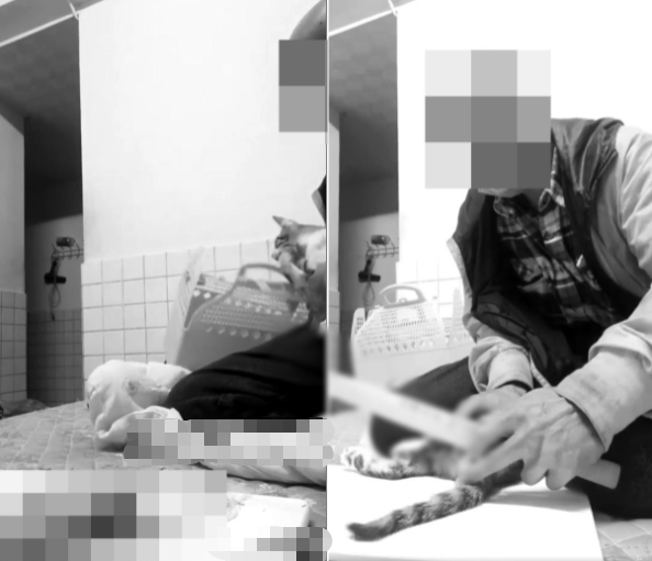 台男子录制“虐猫”视频引网民公愤,获释几天后死于出租屋-第1张图片-信无双3-娱乐/平台 台男子录制“虐猫”视频引网民公愤,获释几天后死于出租屋-第1张图片-信无双3-娱乐/平台