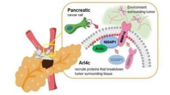 “癌王”为何如此具有攻击性？胰腺癌细胞转移新机制揭示