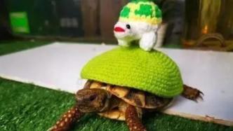 让小动物安然过冬，野生动物园给乌龟穿上“毛衣”