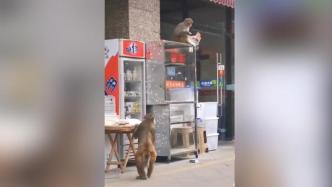 贵阳野生猕猴跑进商店“抢劫”连吃带拿，此前也多次“作案”