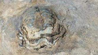 上亿年的“宝贝”被烧成砖头？古生物化石保护需“石旅结合”