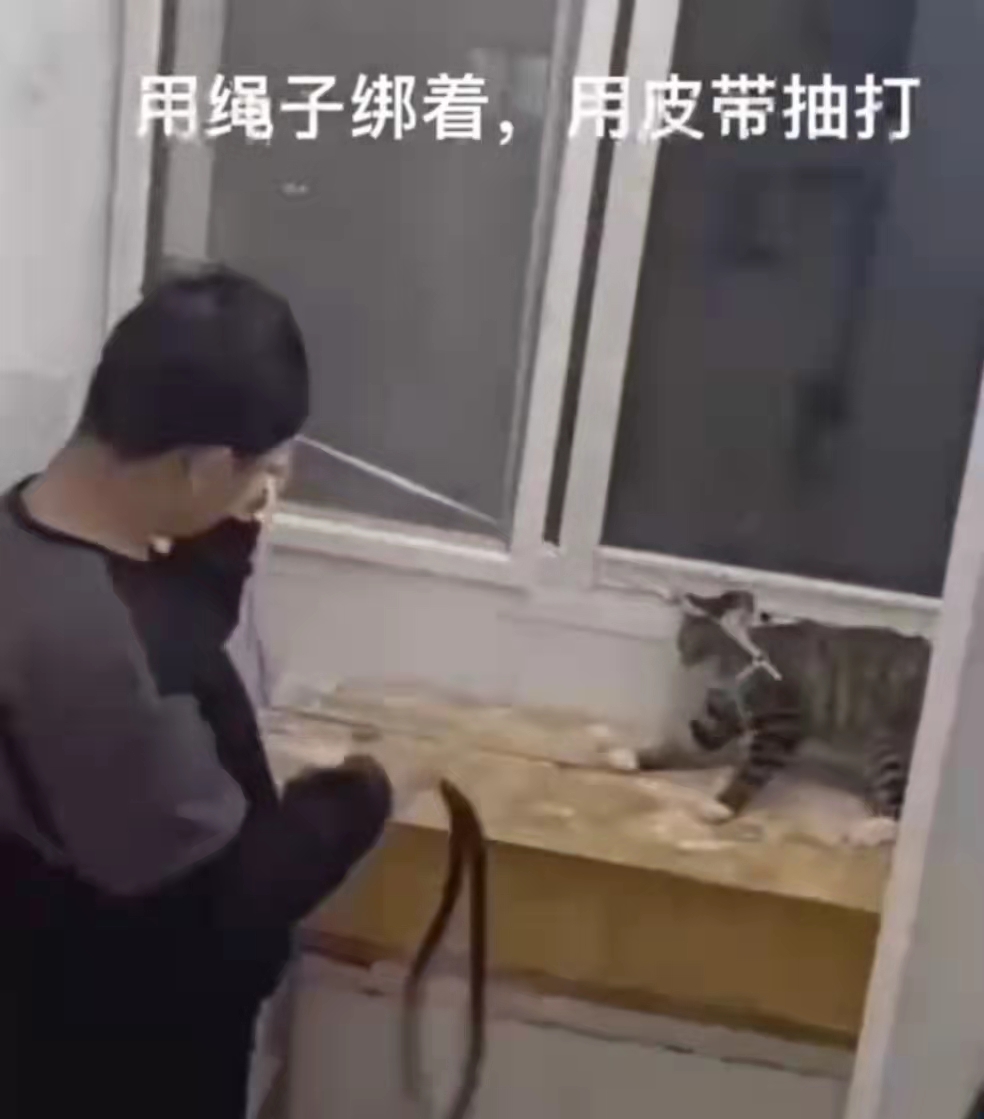 西安城市建设职业学院一名学生被指虐猫